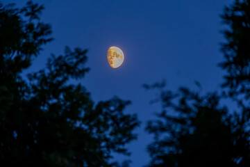 The moon in the evening sky over the forest. © Ivan_Gatsenko