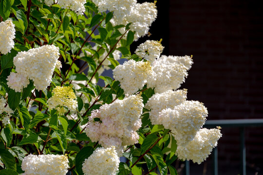 Selective focus of bushes of Hydrangea paniculata flowers in the garden, White pink hortensia, Panicled hydrangea is a species of flowering plant in the family Hydrangeaceae, Natural floral background