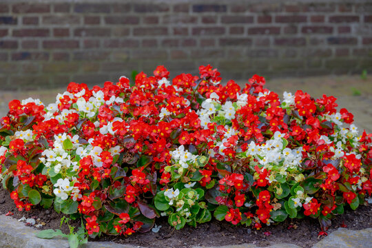 Selective focus of red, white cream flowers Begonia semperflorens and green leaves in the garden, Begonia is a genus of perennial flowering plants in the family Begoniaceae, Natural floral background.