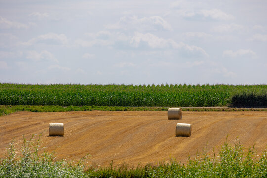 Rolled of barley hay on slope or hillside farmland, Harvested straw baley or Triticum aestivum common bread wheat, Livestock in the farmland in summer, Countryside agriculture in Limburg, Netherlands.