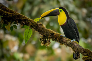 Choco toucan, Ramphastos brevis a Colombia, Ecuador endemic, perching on a tree branch in forest, Milpe, Mindo, Ecuador © Tomas Drahos