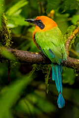 Fototapeta premium Rufous motmot, Baryphthengus martii perched on a branch in the cloud forest of Milpe, Mindo near Quito, Ecuador. 