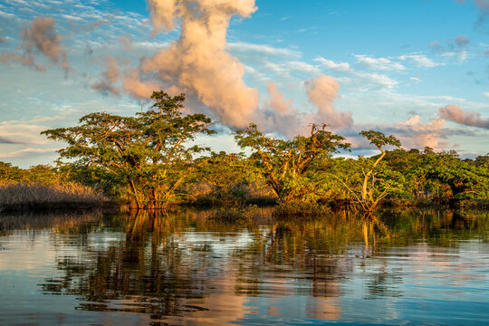 Laguna Grande, Cuyabeno Wildlife Reserve, Ecuador, macrolobium acaciaefolium trees with reflection in the water