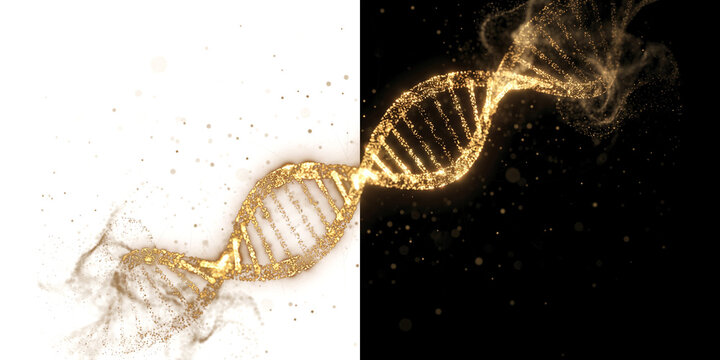 Abstract golden dna double helix structure made of glowing particles on a split white and black background isolated on transparent background