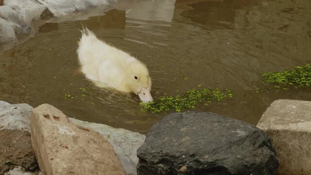 Adorable yellow duckling swimming in a small, rocky pond, happily eating green duckweed floating on the surface of the muddy water in a farm setting during a sunny day.