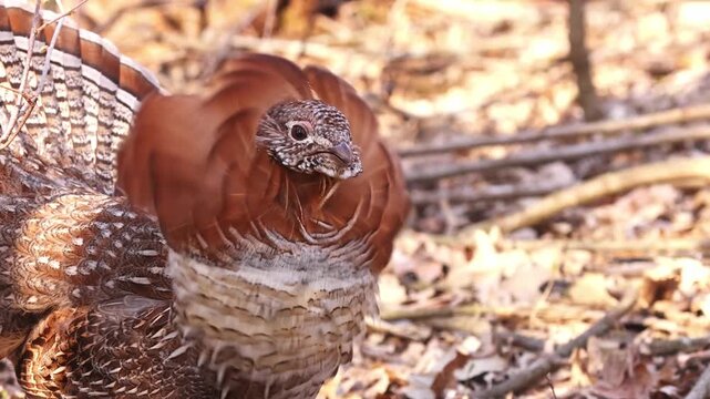 Male Ruffed Grouse (Bonasa umbellus) displays the delicate orange feathers of its ruff. They ruffle and flow in the breeze in slow motion before it shakes its head in courtship display