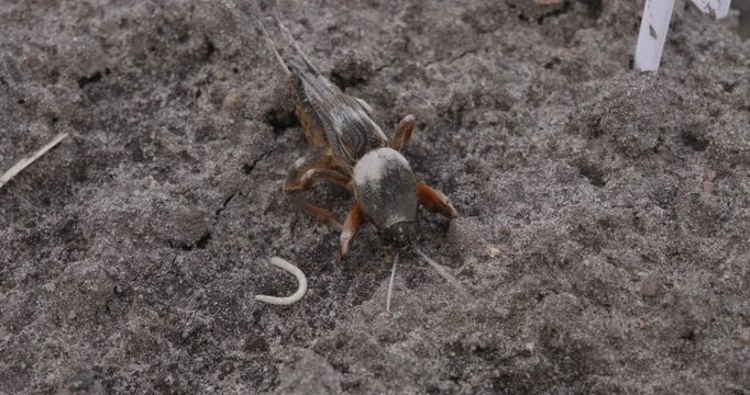Macro view of a european mole cricket, a large insect pest, moving its antennae and digging a hole in the damp earth with its powerful front legs, preparing to burrow underground.