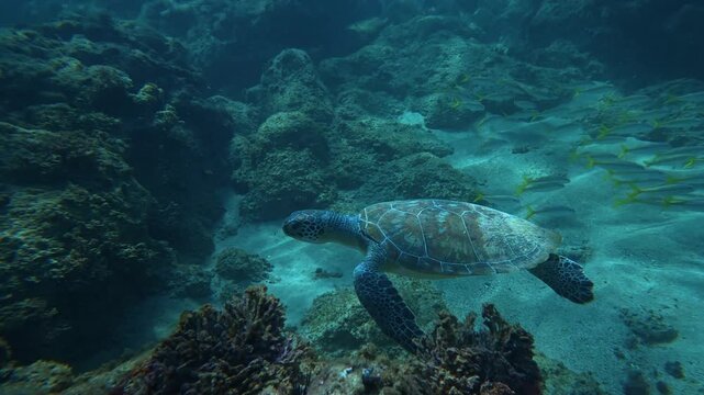 A sea turtle on a coral reef in Puerto Rico 