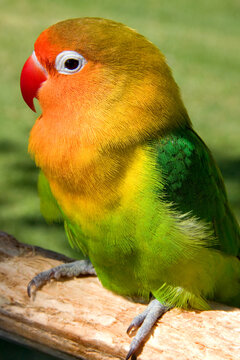 Sun Conure parrokeet