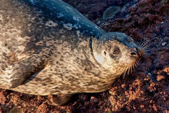 Harbor Seal in la Jolla Cove, California