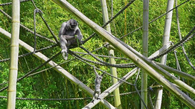 Family of Silvery gibbon, Hylobates moloch. The silvery gibbon ranks among the most threatened species.