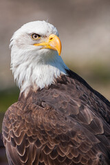 Obraz premium Close-up of a bald eagle, Vancouver, Canada