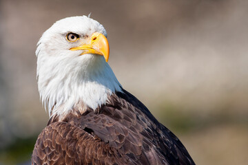 Obraz premium Portrait of a bald eagle in Vancouver, Canada
