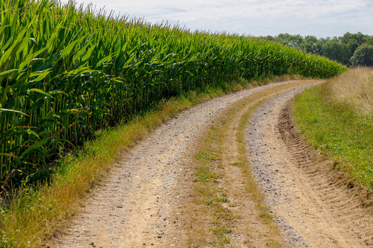 The terrain of countryside in Limburg, Green corn field on the hillside and slope gravel path, Landscape with full grown maize plants in plantation under blue sky, Agriculture industry in Netherlands.