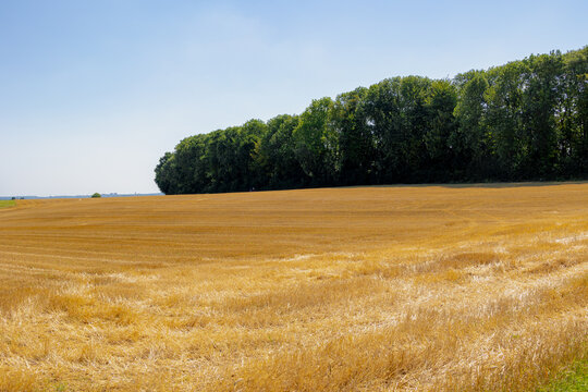 Summer countryside landscape, Slope hill with blue sky, Farmland and straw of Triticum aestivum, wheat after harvested, Voerendaal, Gulpen-Wittem and region, The Dutch province of Limburg, Netherlands