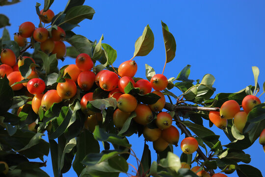 Ripening fruit on an ornamental apple tree, Malus 'John Downie', against a bright blue sky in rural Devon, England, UK.