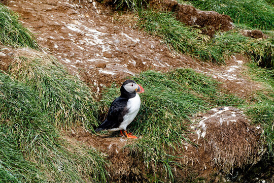 Atlantic Puffin