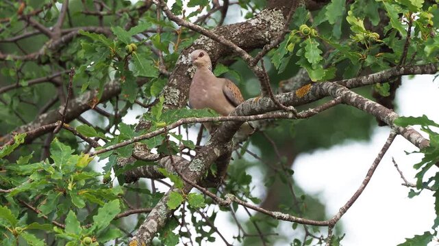 European turtle dove (Streptopelia turtur) perched in an old oak tree in summer