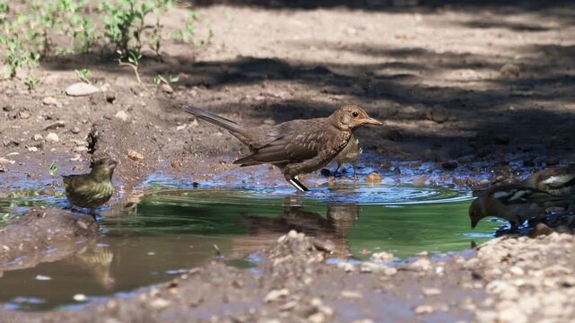 Eurasian blackbird (Turdus merula) bathing in a forest pond surrounded by greenfinches, chaffinches and hawfinches