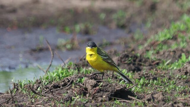 Male yellow wagtail (Motacilla flava) grooming after bathing in summer