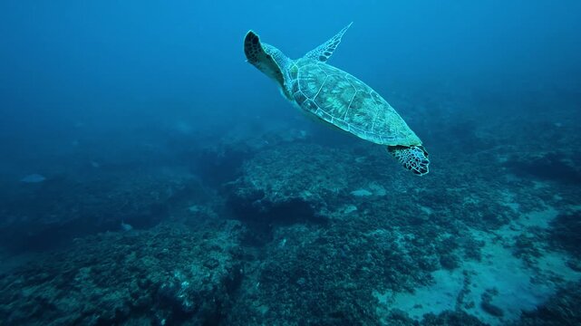 A sea turtle on a coral reef in Puerto Rico 