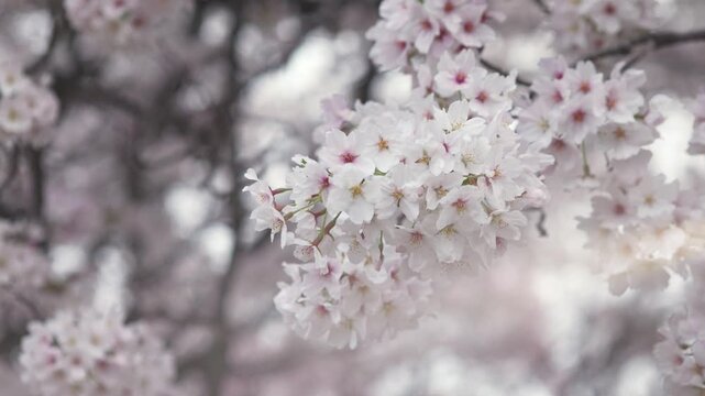 Fiori di ciliegio in Giappone durante il periodo del sakura