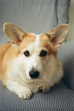 Pembroke Welsh corgi dog lying on sofa, closeup portrait