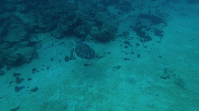 A sea turtle on a coral reef in Puerto Rico 