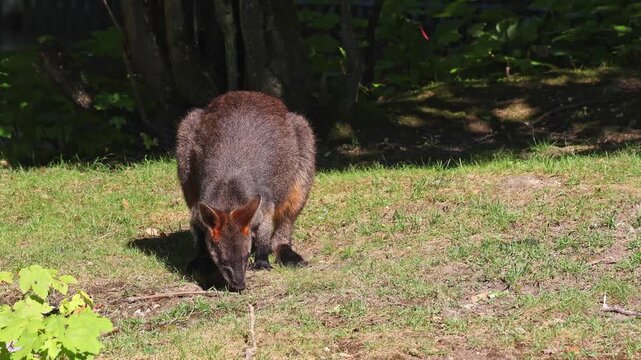 Swamp Wallaby, Wallabia bicolor, is one of the smaller kangaroos. This wallaby is also commonly known as the black wallaby