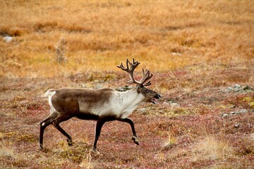 Caribou in Alaska © Amanda