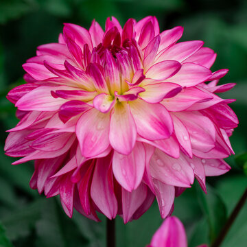Vibrant pink dahlia bloom with layered petals and dew drops against blurred green foliage.