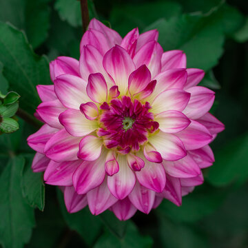 Pink dahlia flower bloom photographed close-up in a garden with green foliage and layered petals