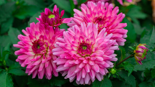 Vibrant pink dahlia blooms grouped against deep green foliage, showcasing layered petals and fresh buds.