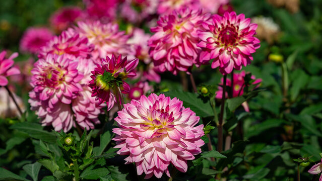 Pink dahlia blooms in a sunlit garden with vibrant petals and lush green foliage