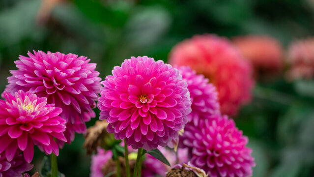 Pink dahlia flowers in a garden close-up with vibrant layered petals and soft green background