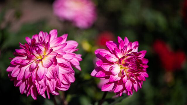 Close-up of vibrant pink dahlia flowers in a sunlit garden with soft bokeh background