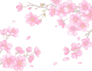 Obraz premium A delicate watercolor illustration of cherry blossom branches d0a8debf2d4d