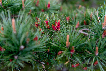 Pine branch with fresh male and female cones in spring, close-up © Ordasi  Tatyjana