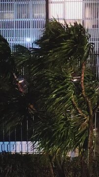 High angle fixed shot video of tree moving hs leaves by the action of strong wind and rain in a stomry night in the city of montevideo, uruguay