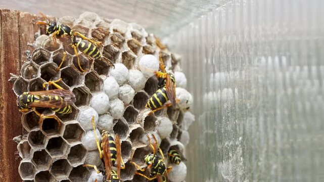 Paper Wasps Building a Hexagon Comb Nest Close Up