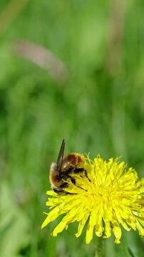 Vertical close‑up video of a bee collecting pollen on a bright yellow dandelion. The shot highlights the flower&rsquo;s vivid color, the bee&rsquo;s detailed movement, and the natural outdoor setting.