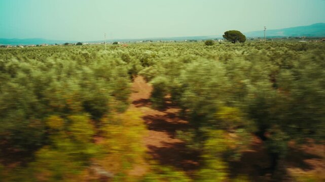 Centuries old olive trees in the Calabrian countryside endless from train window