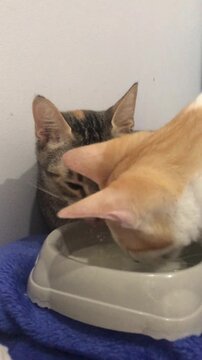 Two beautiful cats with funny face expression drinking milk from a plastic bowl together indoors.