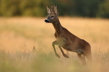 Sarna europejska (Capreolus capreolus) roe deer © Bartosz Rakoczy