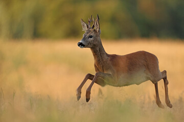 Sarna europejska (Capreolus capreolus) roe deer © Bartosz Rakoczy