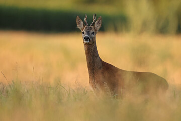 Sarna europejska (Capreolus capreolus) roe deer © Bartosz Rakoczy