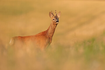 Sarna europejska (Capreolus capreolus) roe deer © Bartosz Rakoczy