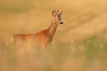Sarna europejska (Capreolus capreolus) roe deer © Bartosz Rakoczy