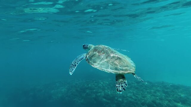A sea turtle on a coral reef in Puerto Rico 