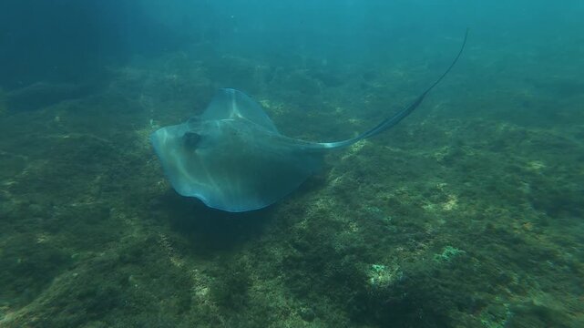 A sting ray on a reef in Puerto Rico 